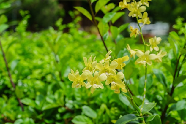 Mooie gele dendrobium-orchideeën in de tuin