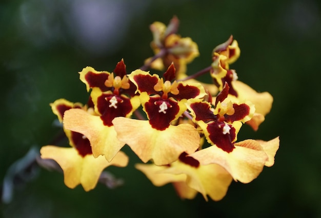 Mooie gele en rode bloemen van Dendrochilum uncatum orchideeën