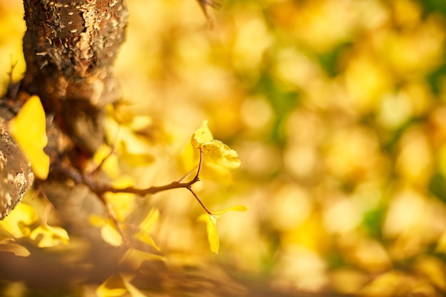 Mooie gele herfstbladeren achtergrond winderige bomen buitenzonlicht kopieerruimte