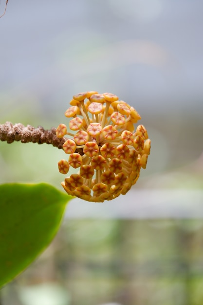 Mooie gele hoya bloem bloeiende achtergrond