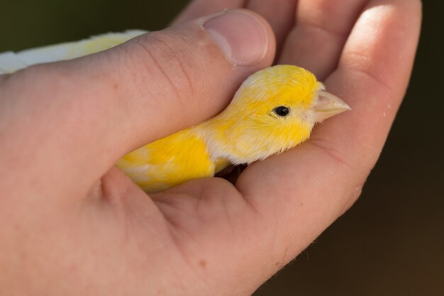 Mooie gele kanarie in een hand