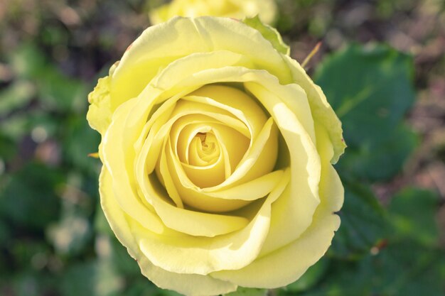 Mooie gele kleurrijke roze bloem