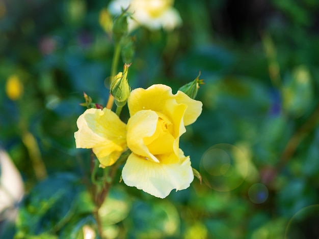 Mooie gele klimroos in een tuin