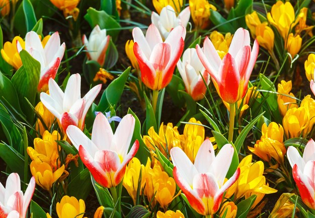 Mooie gele krokussen en wit-rode tulpen macro in de lente. Natuur achtergrond.