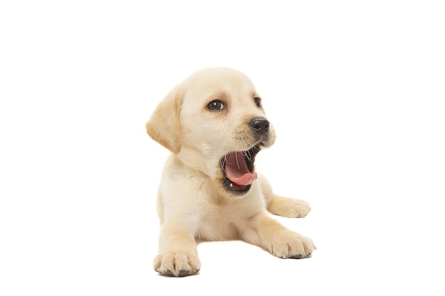 Mooie gele labrador puppy zit op een witte achtergrond