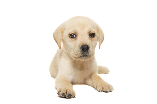 Mooie gele labrador puppy zit op een witte achtergrond