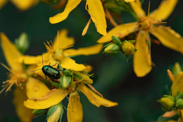 Mooie gele macrobloemen met gekleurde kevers op de bloemblaadjes