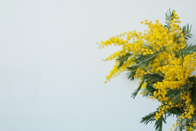 Mooie gele mimosa bloem close-up op een blauwe achtergrond met kopie ruimte