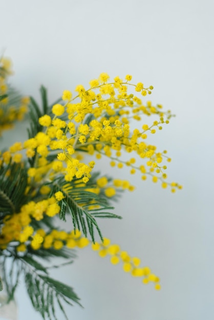 Foto mooie gele mimosa bloem close-up op een blauwe achtergrond wenskaart voor de voorjaarsvakantie