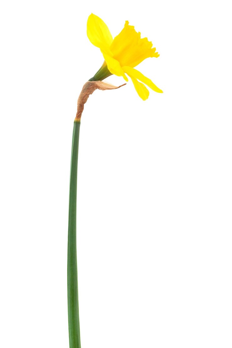 Foto mooie gele narcis