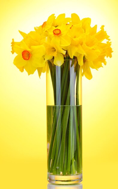 Foto mooie gele narcissen in transparante vaas op gele achtergrond