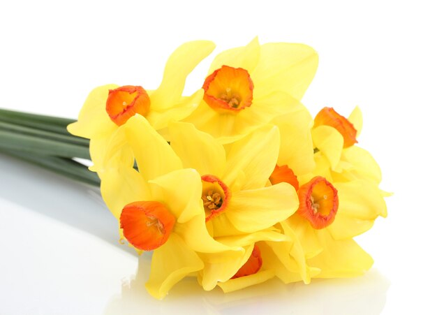 Mooie gele narcissen op wit