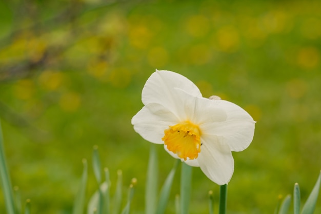 Mooie gele narcissen op zonneschijn tegen de blauwe achtergrond van de hemellente.