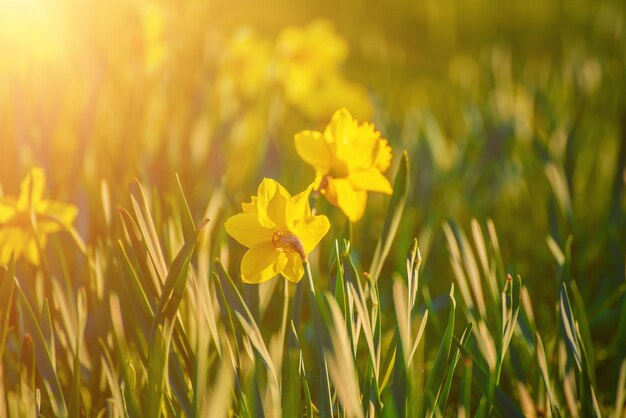 Mooie gele narcissen