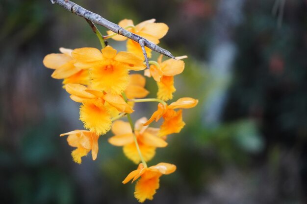 Mooie gele orchidee die aan een tak hangt