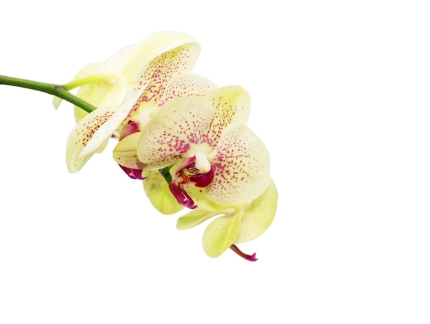 Mooie gele orchidee op witte achtergrond isolated