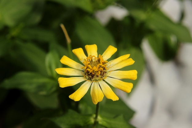 Mooie gele ossenoogzonnebloem