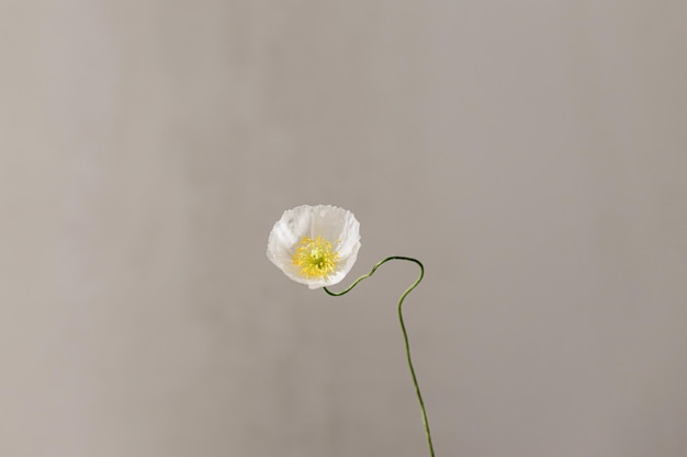 Mooie gele papaver op rustieke achtergrond Bloemige humeurige behang Zomerbloem close-up minimaal stilleven Ruimte voor tekst