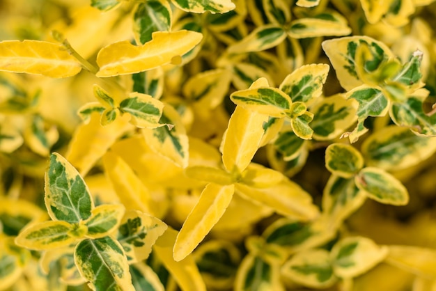 Mooie gele planten in de tuin