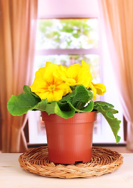 Mooie gele primula in bloempot op houten vensterbank