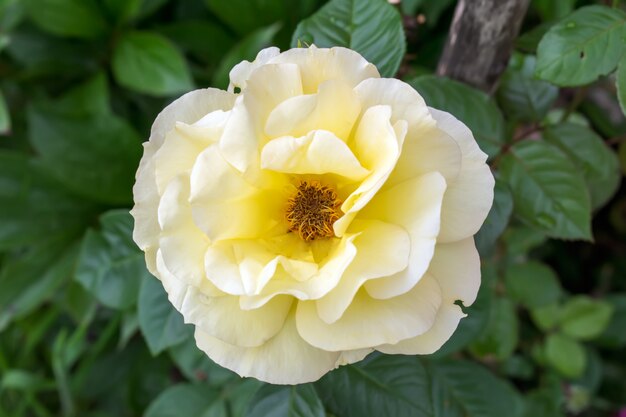 Mooie gele roos bloem in een tuin