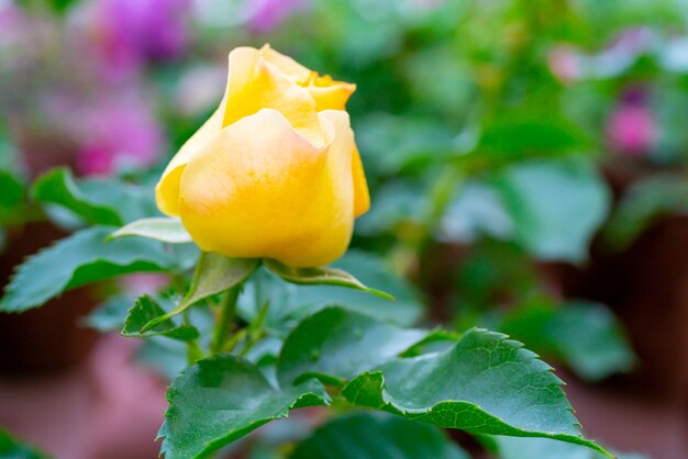 Mooie gele roos. Een sierplant die in de tuin wordt gekweekt.