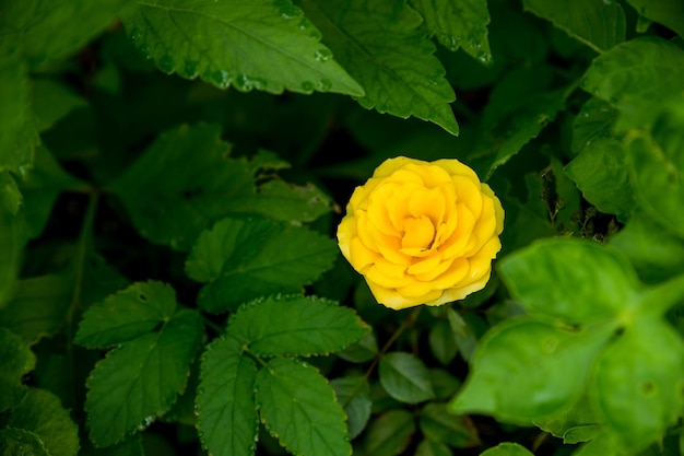 Mooie gele roze bloem bloeiend in groene bladeren plant groeit in tuin natuurlijke tuinieren achtergrond bloemenbehang ansichtkaart voor holidyas kopie ruimte