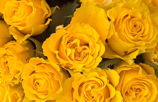 Foto mooie gele rozen achtergrond