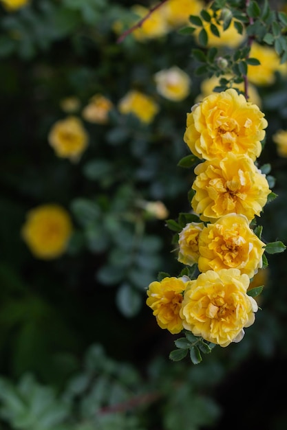 Foto mooie gele theeroos bloemen op takken in de tuin