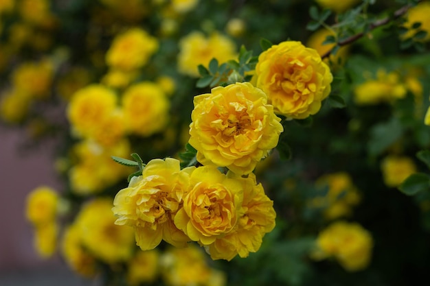 Mooie gele theeroos bloemen op takken in de tuin