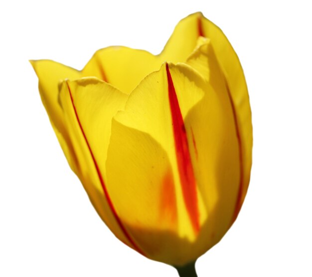 Mooie gele tulp bloem geïsoleerd op wit