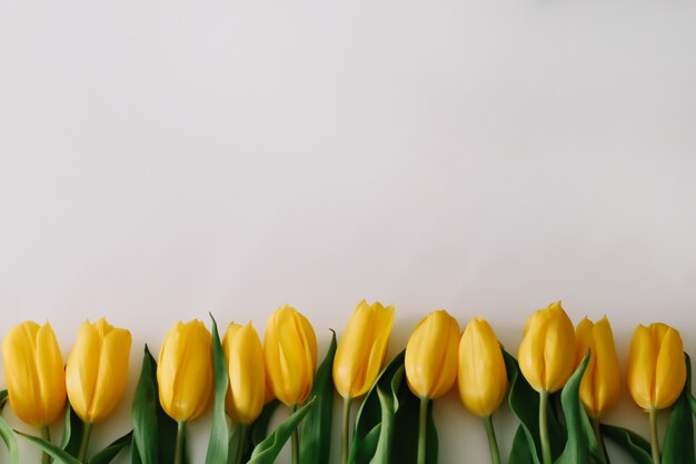 Mooie gele tulpen op wit.