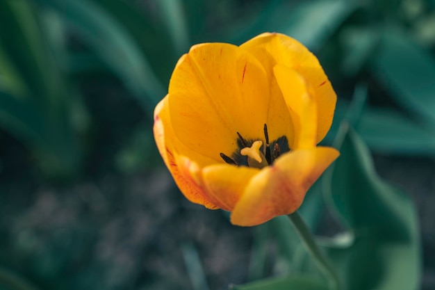 Mooie gele tulpenbloem gekweekt op het perceel op groene achtergrond van gebladerte