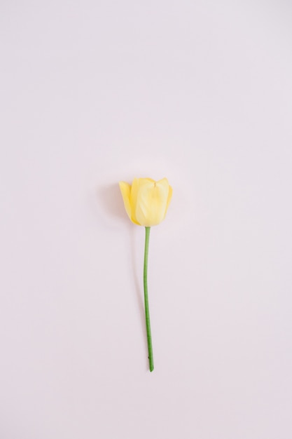 Mooie gele tulpenbloem op roze