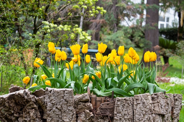 Mooie gele tulpenveldbloemen op een bloembed in het park op een zomerdag