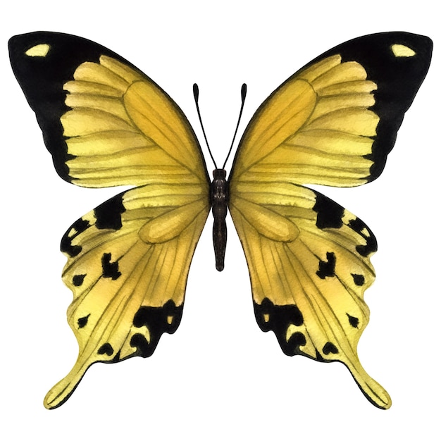 Mooie gele vlinder Handgetekende aquarel illustratie geïsoleerd op witte achtergrond