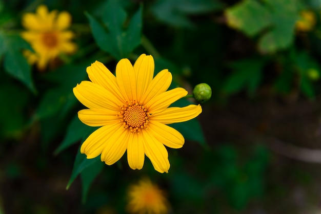 Mooie gele wilde bloemen