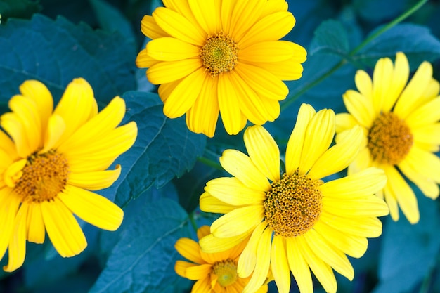 Mooie gele zomerbloemen buiten met wazig groene bladeren op de achtergrond. Bovenaanzicht. Ondiepe scherptediepte