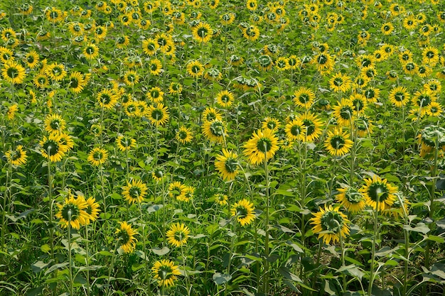 Mooie gele zonnebloem in aard van tuin