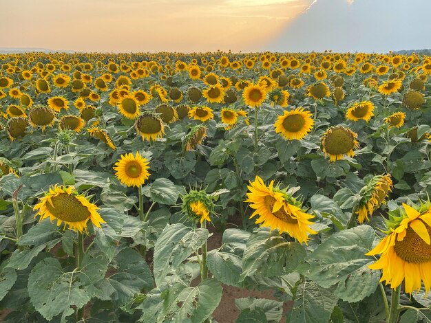 Mooie gele zonnebloem op een close-up van het zonnebloemgebied