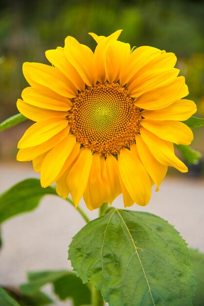 Mooie gele zonnebloem