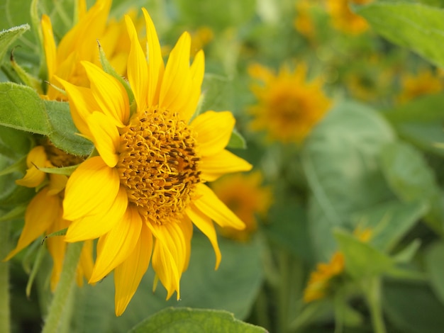 mooie gele zonnebloem