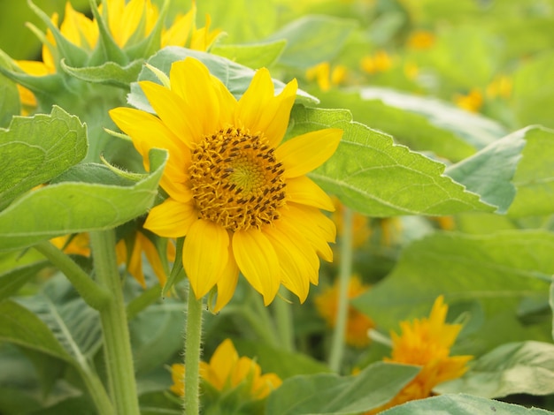 mooie gele zonnebloem