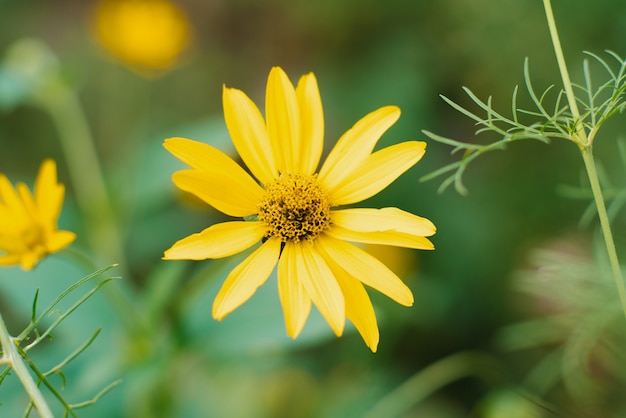 Mooie gele zonnige bloem in een zomertuin