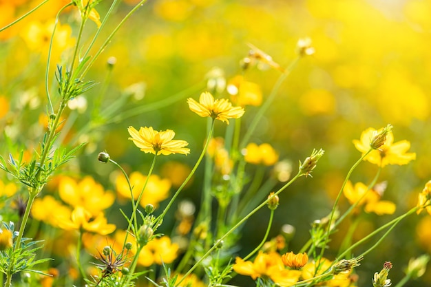 Mooie gele zwavel kosmos bloemen in de veldtuin van de natuur-achtergrond.