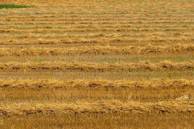 Mooie gelijkmatige rijen op het landbouwveld na de tarweoogst Het oogstseizoen van gecultiveerde tarwerogge en graangewassen