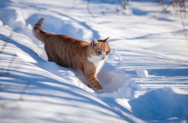 Mooie gember rode kat in de sneeuw. zonnige winterdag buitenshuis