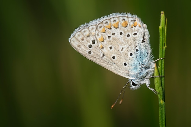 Mooie gemeenschappelijke blauw oranje en witte gestippelde vlinder op een groen blad van een plant