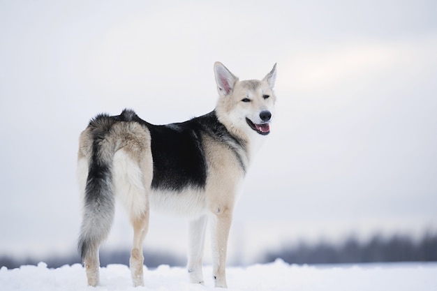 Mooie gemengd ras hond staande op veld winterseizoen