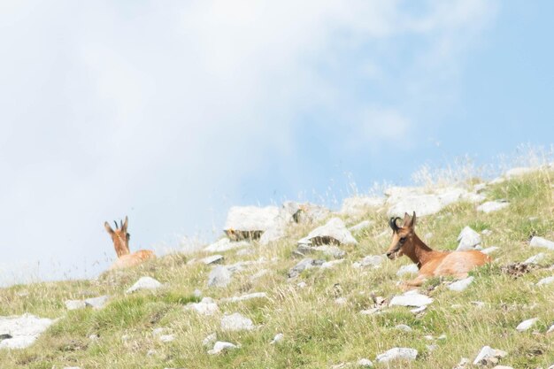 Foto mooie gemzen grazen in een alpenweide